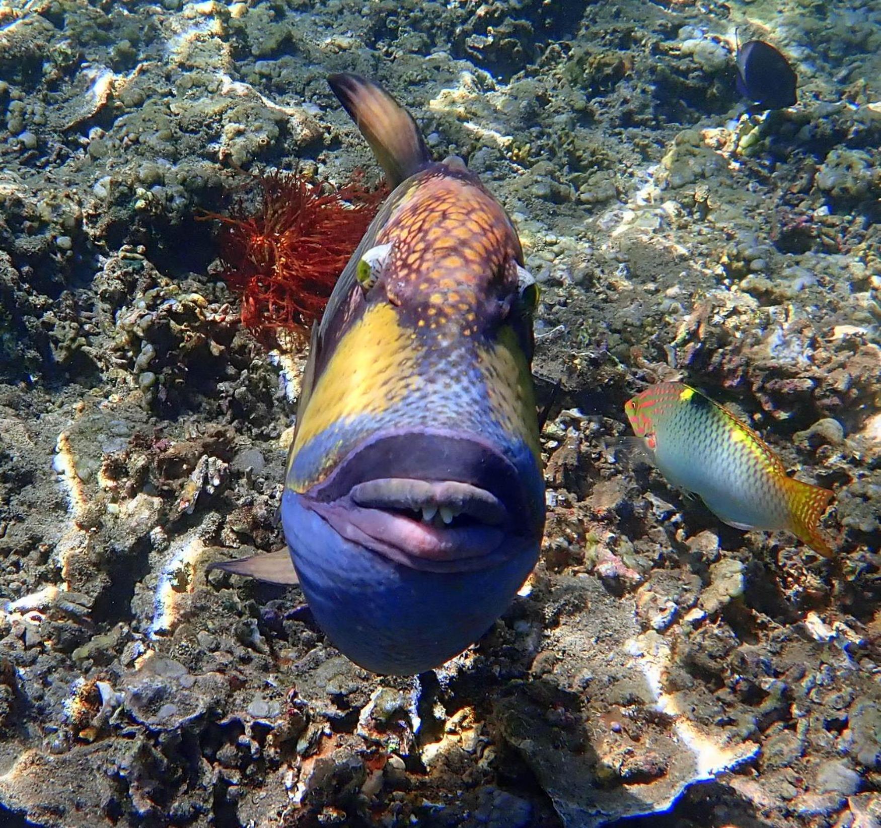 United Colors Of Lembongan Hotell Nusa Lembongan Eksteriør bilde
